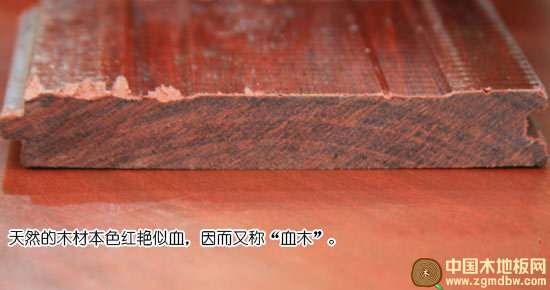 安信饱食桑实木地板测评：颜色红艳 木纹清晰